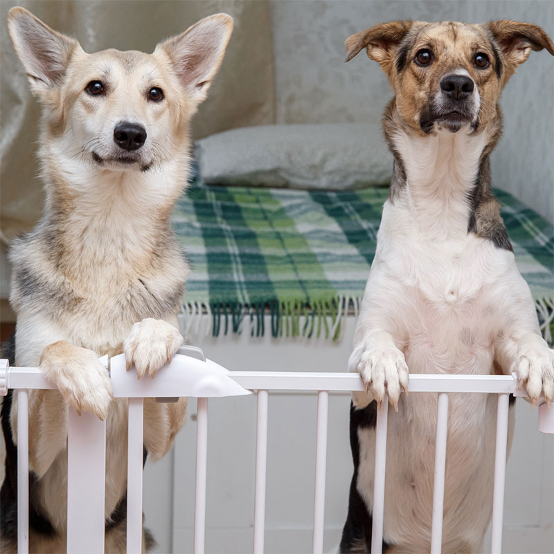 pet-supplies